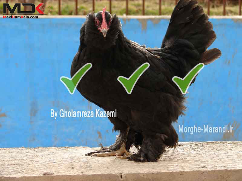 مرغ مرندی اصلاح شده با کیفیت