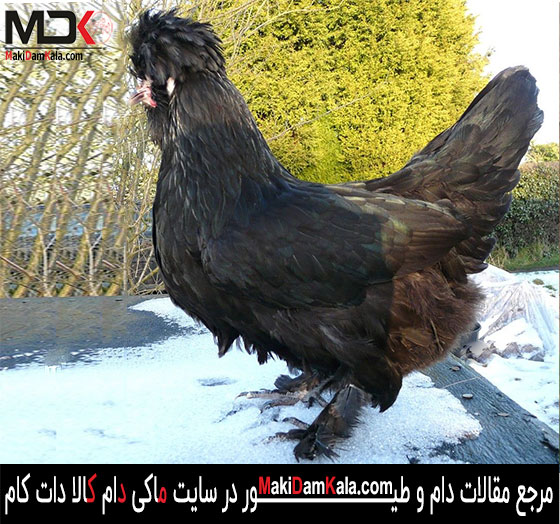 مرغ و خروس سلطان در رنگ سیاه