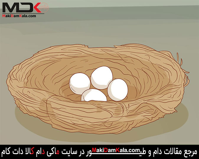 تخم مرغ­ها را برای مدّت 14 تا 21 روز تحت نظر داشته باشید