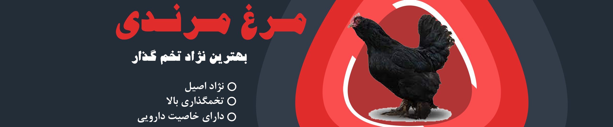 بنر مرغ مرندی
