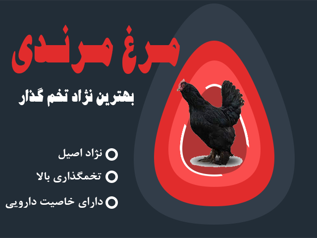 بنر مرغ مرندی 640*480
