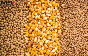 آرشیو اخبار 3 ابلاغ سهمیه دو ماهه ذرت و کنجاله سویا به واحدهای پرورش طیور