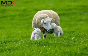 افزایش ۶۴ درصدی بره‌ گیری در همدان؛ جهشی چشمگیر در بهره‌وری دام عشایری