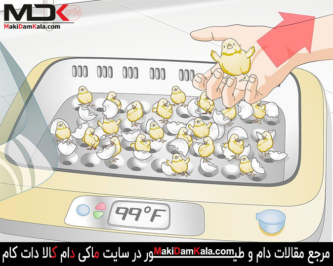 انتقال جوجه‌های خشک شده از دستگاه