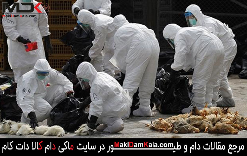 با شایع ترین بیماری های طیور بیشتر آشنا شوید 3 بیماری آنفولانزای مرغی