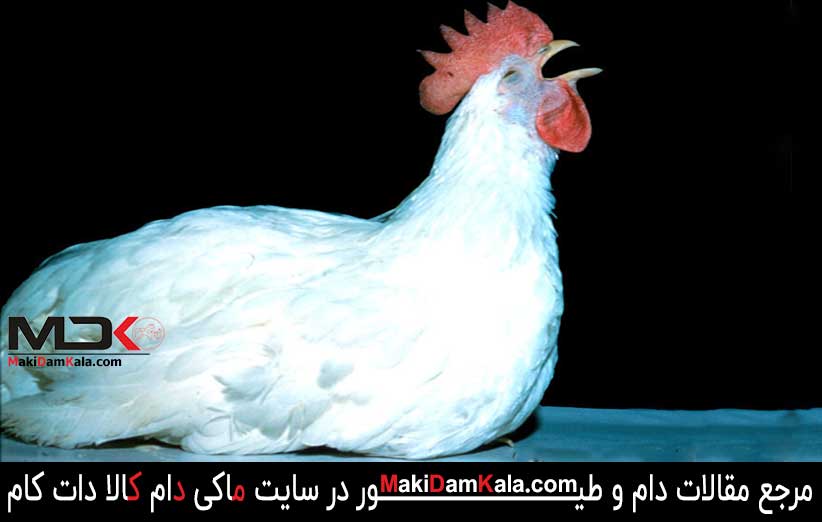 با شایع ترین بیماری های طیور بیشتر آشنا شوید 6 بیماری برونشیت در طیور
