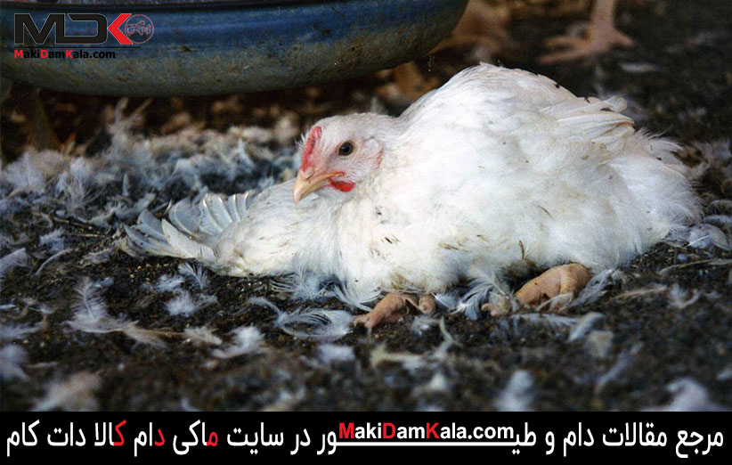 با شایع ترین بیماری های طیور بیشتر آشنا شوید 7 بیماری سالمونلوز در طیور