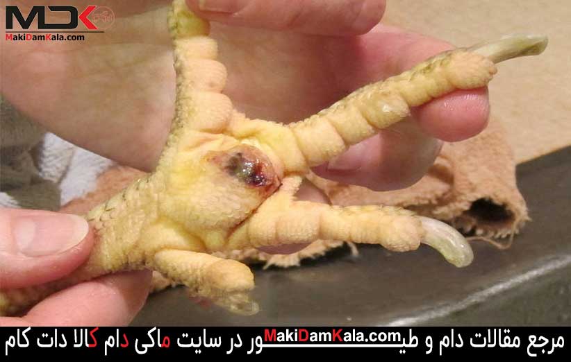با شایع ترین بیماری های طیور بیشتر آشنا شوید 11 بیماری لنگیدن پای مرغ به خاطر زخم کف پا