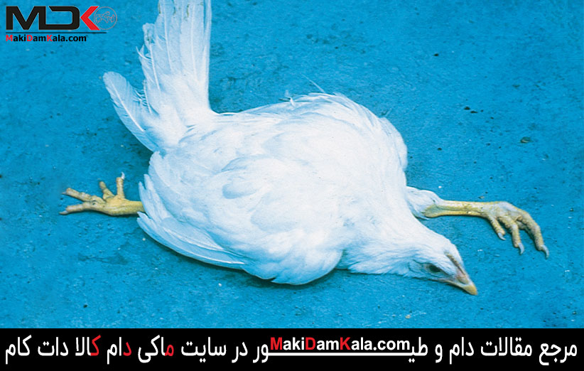 بیماری مارک در طیور و راه های پیشگیری از آن
