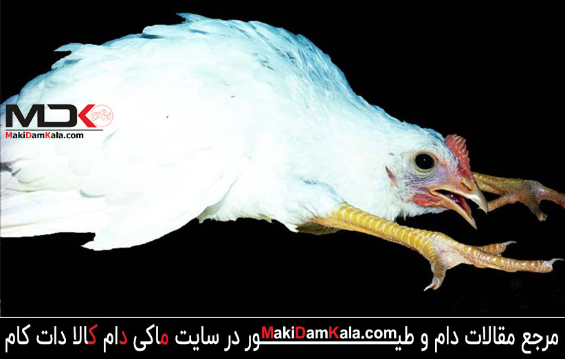 با شایع ترین بیماری های طیور بیشتر آشنا شوید 9 بیماری مارک در طیور