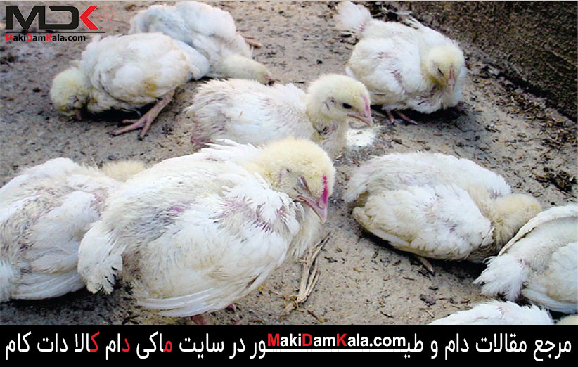 بیماری نیوکاسل در جوجه ها