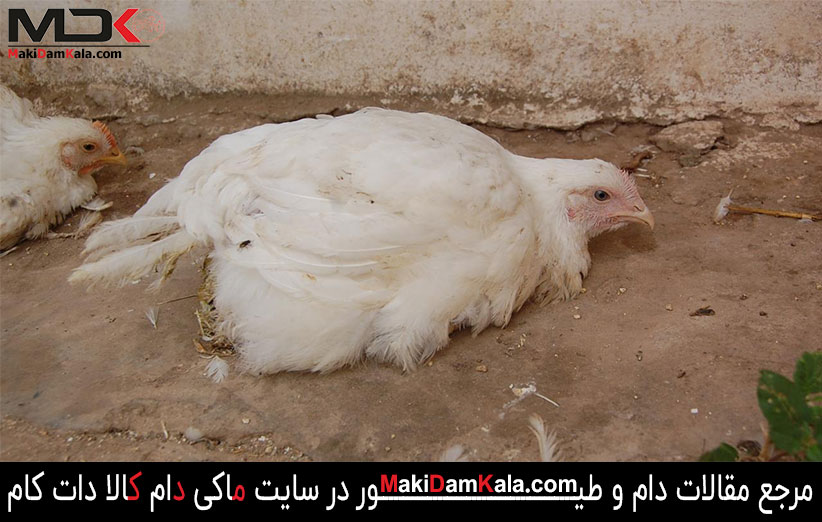 بیماری نیوکاسل در طیور