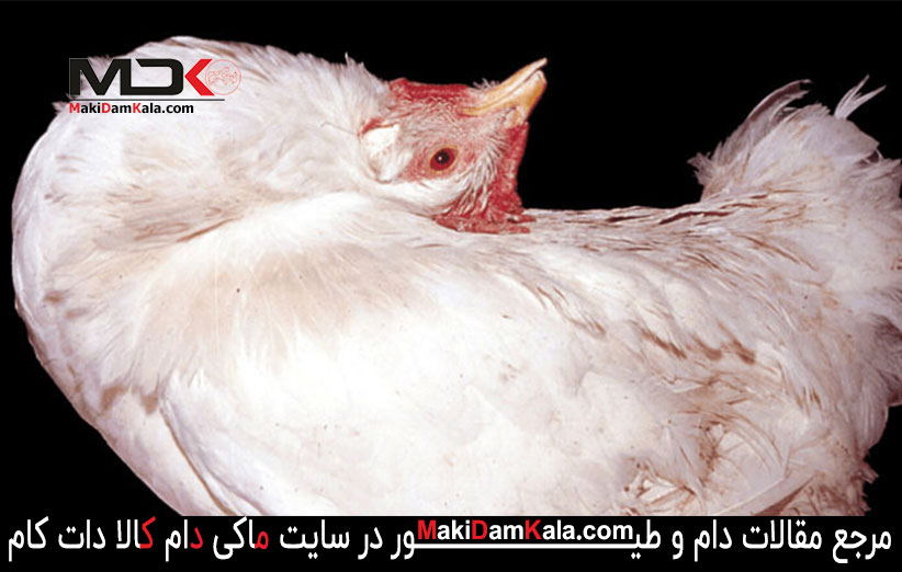 با شایع ترین بیماری های طیور بیشتر آشنا شوید 2 بیماری نیوکاسل در طیور