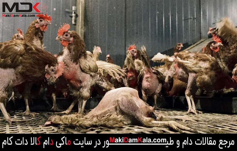 بیماری کانیبالیسم در طیور و راه های درمان آن