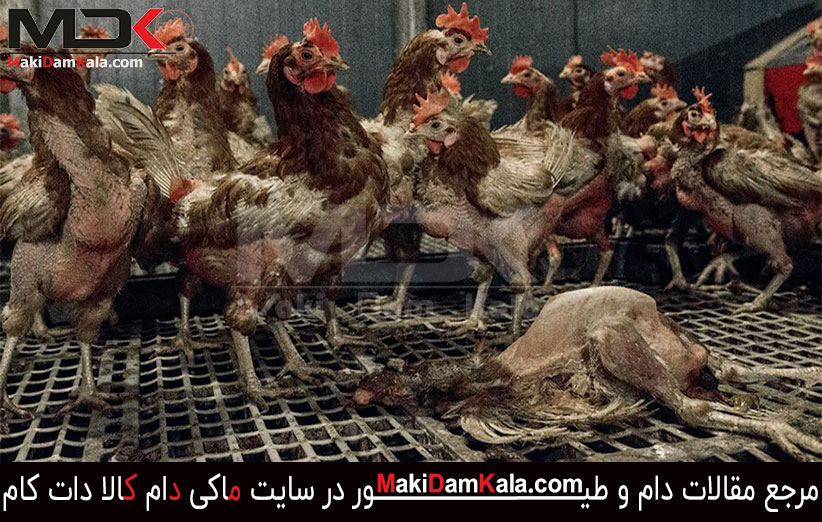بیماری کانیبالیسم در طیور یا هم خواری طیور