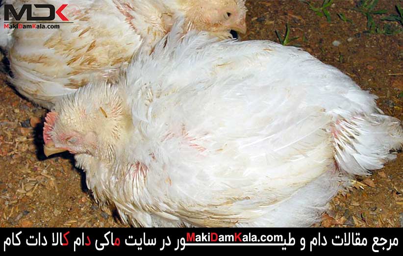 با شایع ترین بیماری های طیور بیشتر آشنا شوید 4 بیماری گامبورو در طیور
