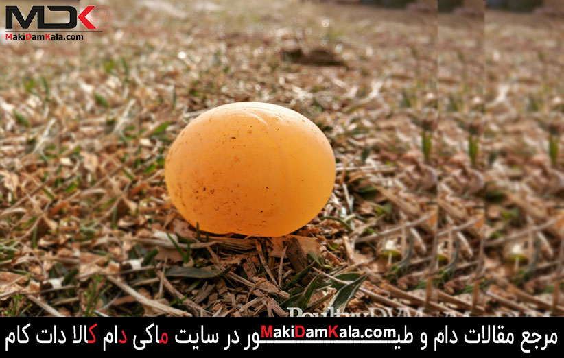 تخم بدون پوسته در بیماری نیوکاسل