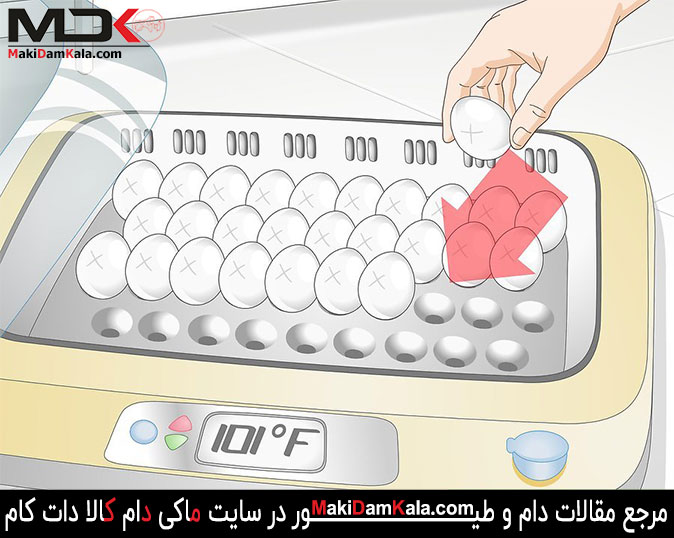 تخم مرغ ها را به آرامی درون دستگاه قرار دهید