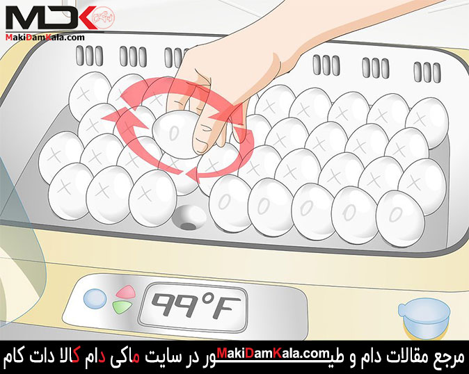 تخم مرغ ها را حدّاقل 3 بار در روز بچرخانید