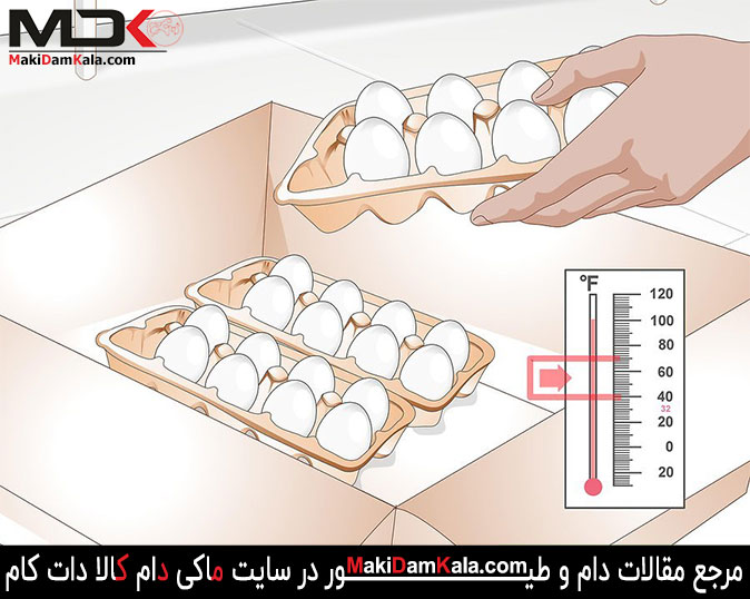 تخم مرغ های نطفه دار را تهیّه نمایید