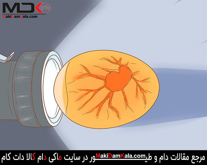 چگونگی تشخیص نطفه دار بودن تخم 2 تشخیص نطفه دار بودن تخم با چراغ قوه