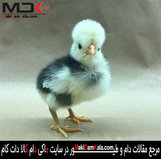 جوجه لهستانی کاکل سفید