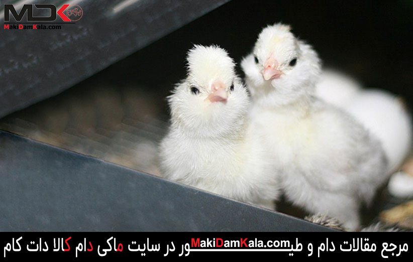 جوجه های مرغ و خروس سلطان