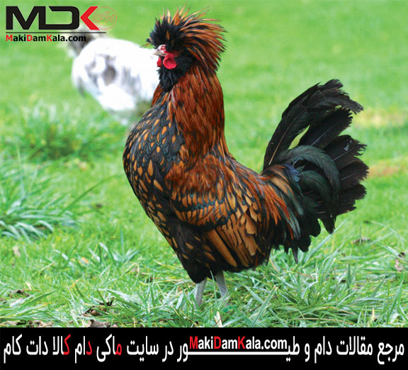 خروس لهستانی کاکل طلایی