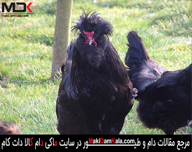 خروس های سلطان سیاه