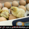 راهنمای استفاده از دستگاه جوجه کشی