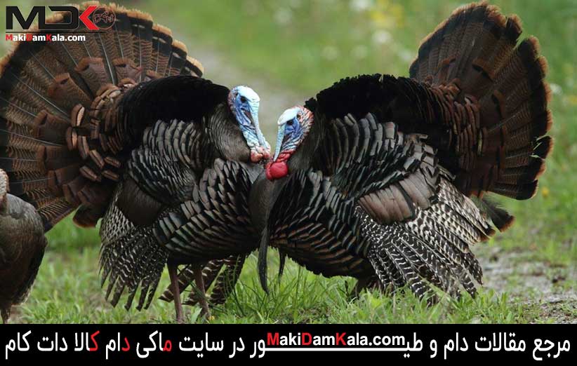 سود آوری پرورش بوقلمون