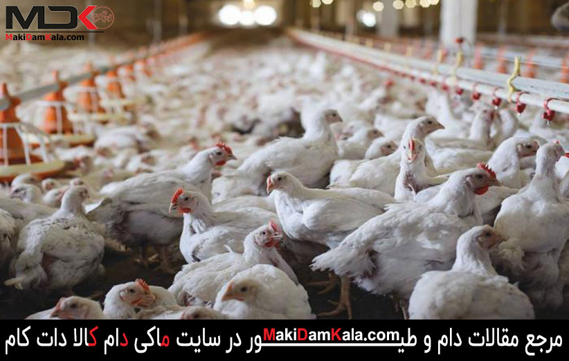 با شایع ترین بیماری های طیور بیشتر آشنا شوید 1 شایع ترین بیماری های طیور