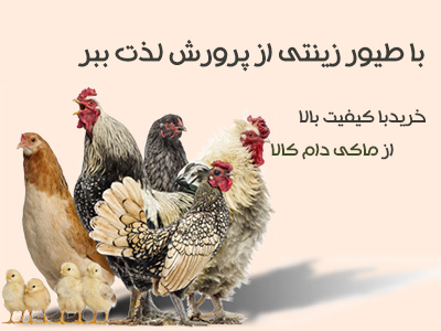 طیور زینتی باکیفیت بالا در ماکی دام کالا