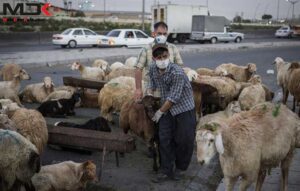 نرخ رسمی دام برای عید قربان ۱۴۰۴ اعلام شد | هر کیلو دام سبک ۲۹۰ تا ۳۰۵ هزار تومان