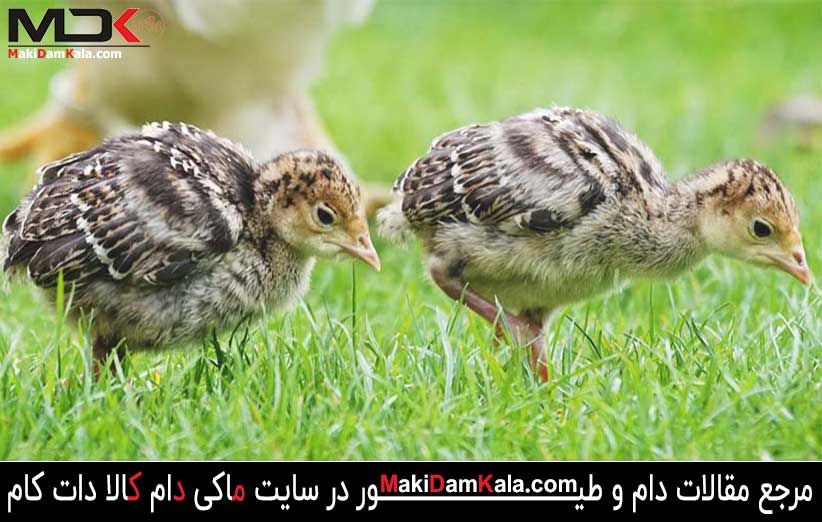 مراقبت از جوجه های بوقلمون