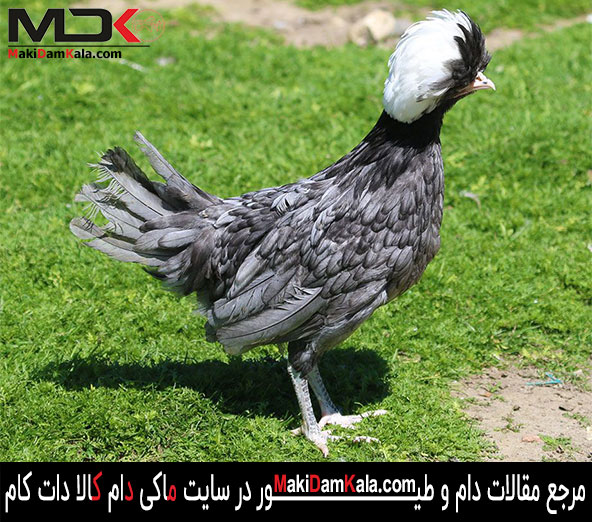 مرغ لهستانی طوسی کاکل سفید