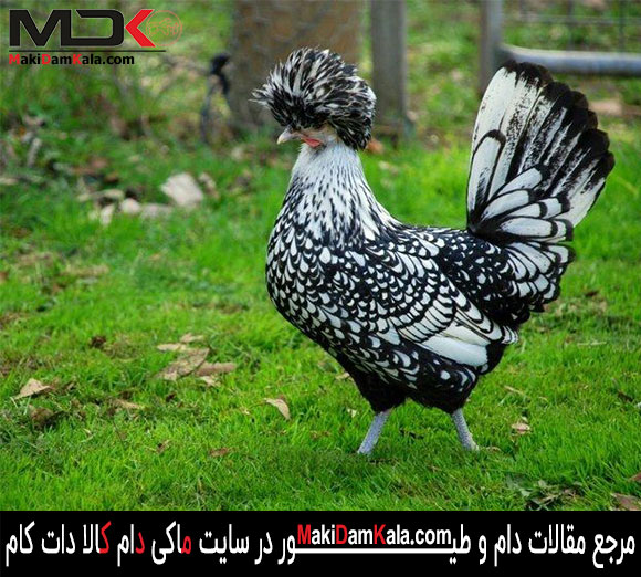 مرغ لهستانی کاکل نقره ای