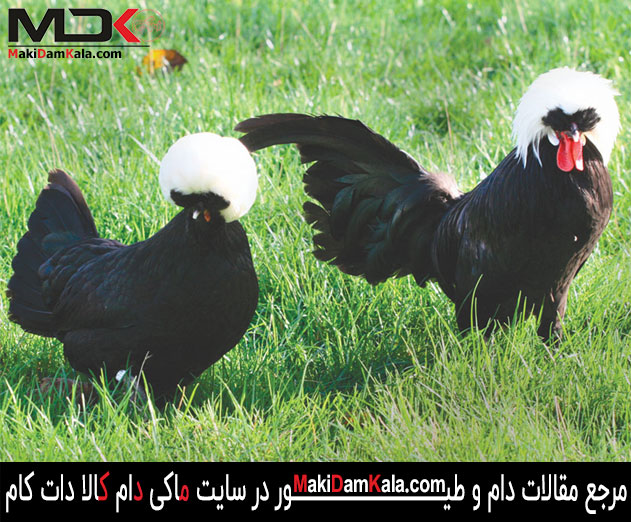 مرغ و خروس لهستانی کاکل سفید
