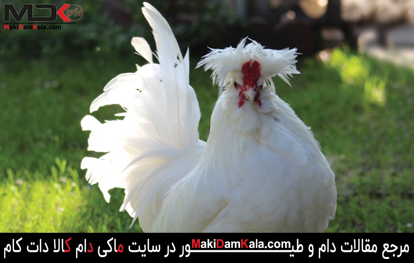 معرفی نژاد مرغ و خروس سلطان