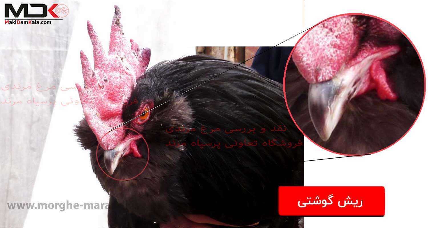 بررسی مرغ مرندی سر ریش گوشتی