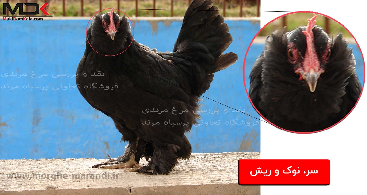 بررسی مرغ مرندی سر نوک ریش