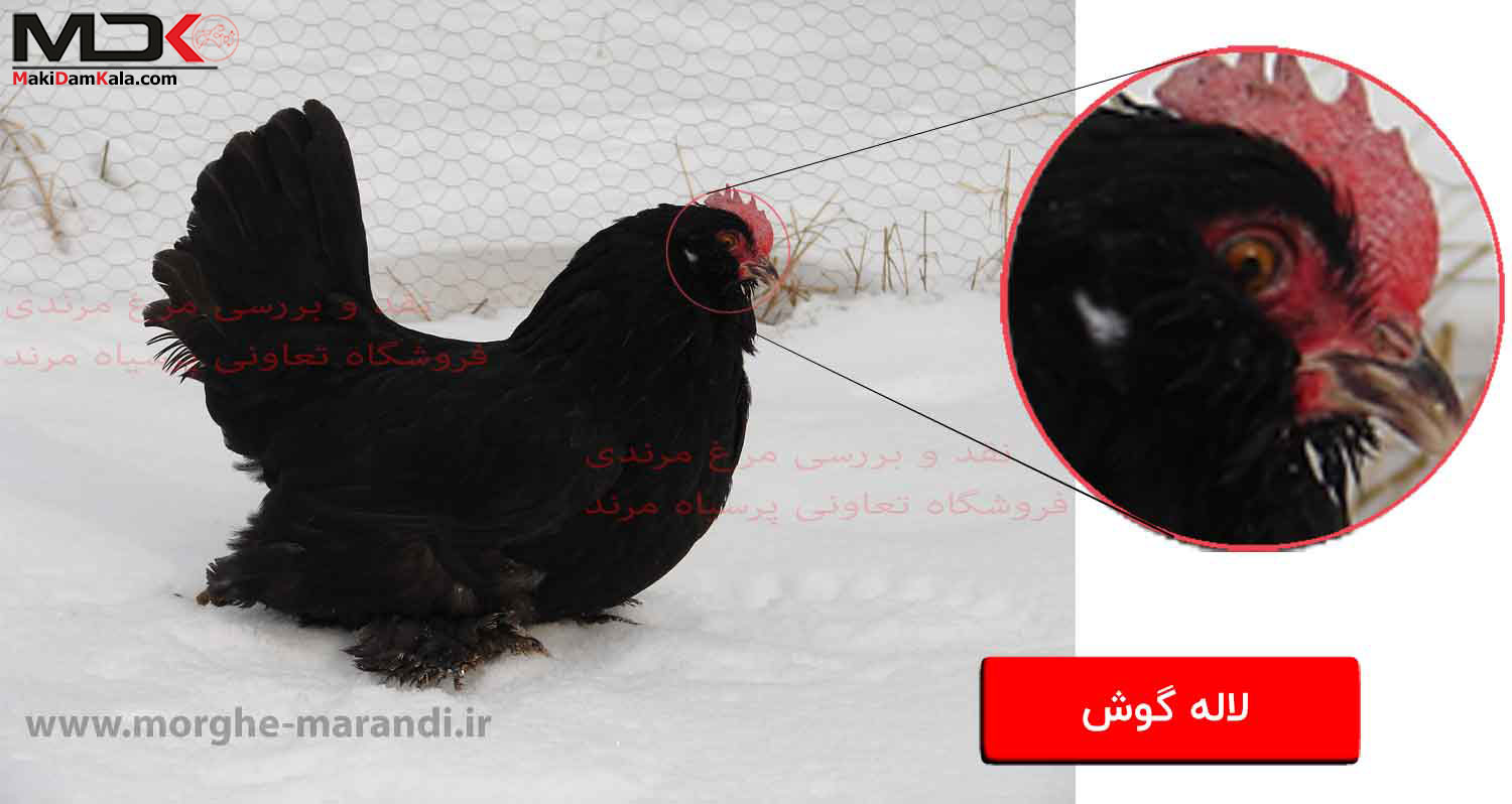 بررسی مرغ مرندی سر لاله گوش