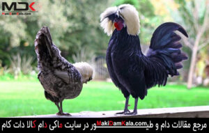 آشنایی با نژاد لهستانی کاکل سفید و اصول نگهداری