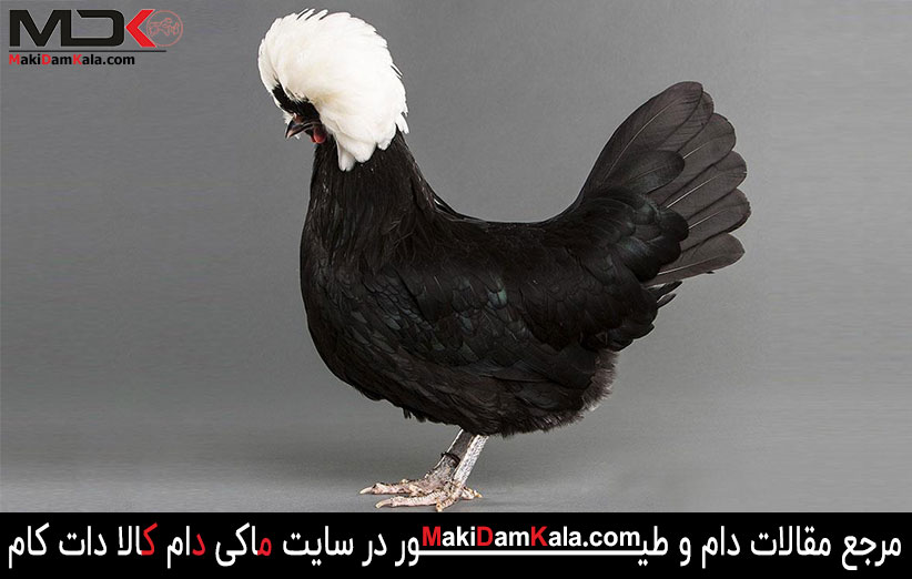 نژاد لهستانی چه ویژگی هایی دارد