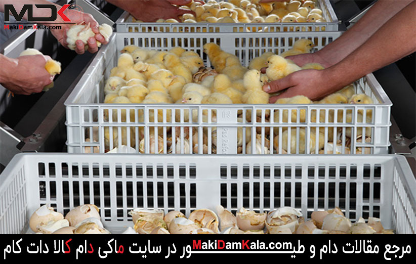 واکسیناسیون علیه بیماری مارک در کارخانه های جوجه کشی