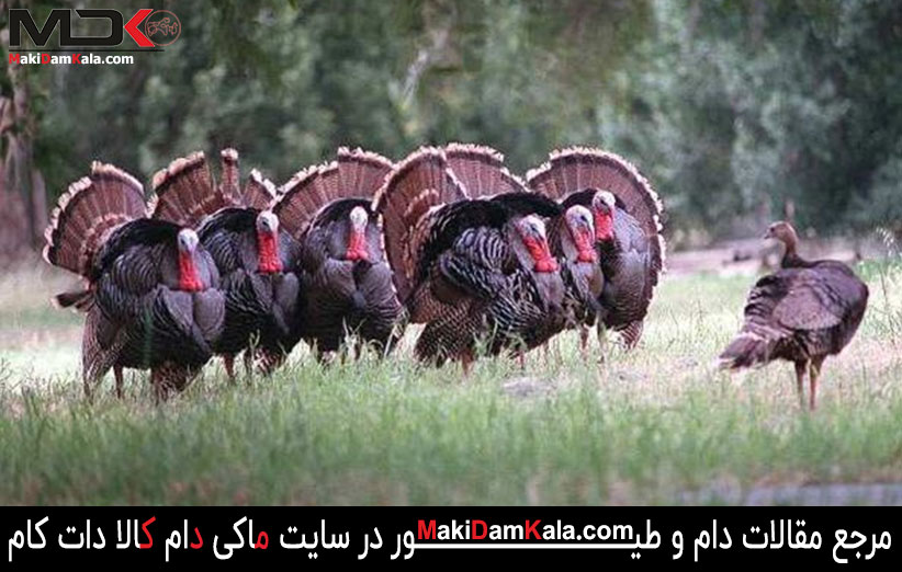 پرورش بوقلمون