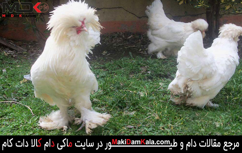 پرورش مرغ و خروس سلطان