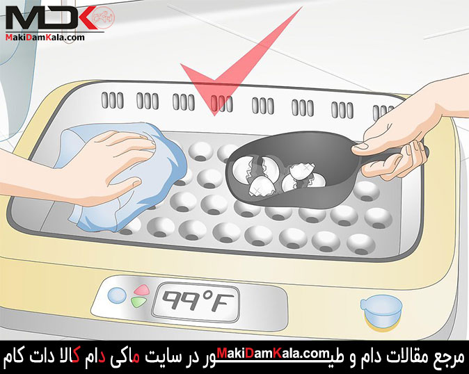 پوسته های تخم مرغ را از داخل دستگاه جوجه کشی خارج کنید