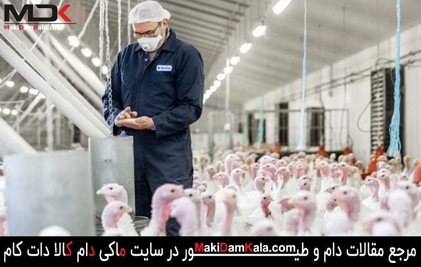 چه خوراکی باید به بوقلمون ها یدهیم