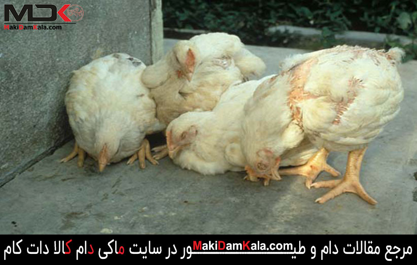 گردن کج شدن در بیماری نیوکاسل